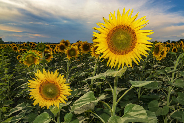 Żywe kwitnących słoneczników na zachód słońca. Słonecznikowe pole na wsi - Zdjęcie, obraz