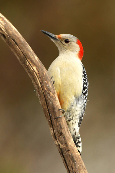 Pájaro carpintero de vientre rojo en rama
 - Foto, Imagen