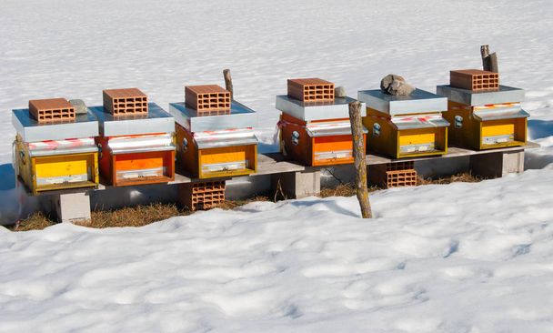 Six beehives during the winter - Photo, Image