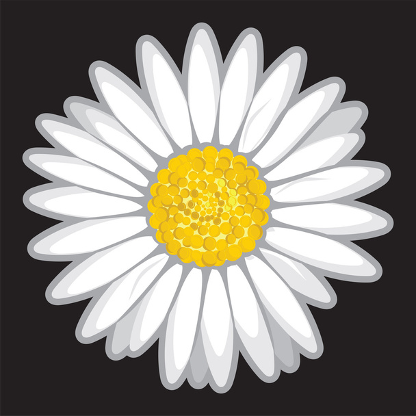 Daisy kukka eristetty musta
 - Vektori, kuva