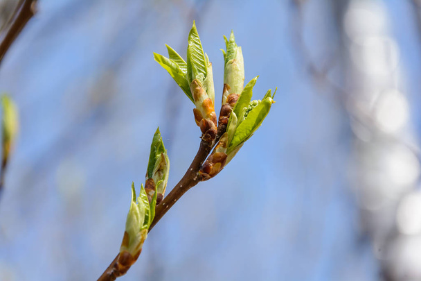 Il risveglio della natura in primavera
 - Foto, immagini
