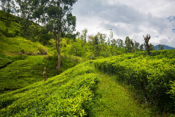 green beautiful tea plantation in Sri Lanka - Photo, Image