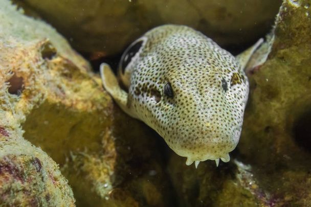 brązowy plamisty biały węgorz moray z zębami drakuli, wymykający się zza skał, wąż rybi z Pacyfiku - Zdjęcie, obraz