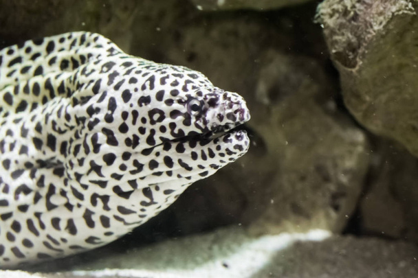 Black spotted leopard moray eel with his face in closeup, a tropical aquarium fish pet - Photo, Image