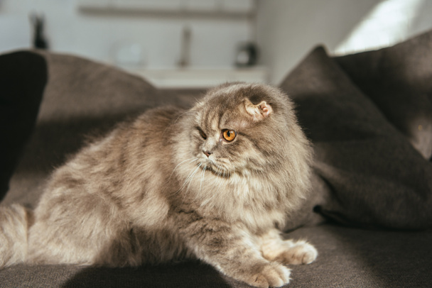 selective focus of adorable grey british longhair cat on sofa  - Foto, imagen
