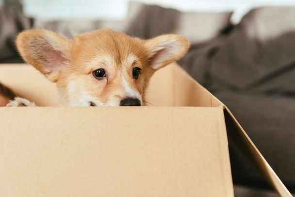 foco seletivo de filhote de cachorro adorável sentado em caixa de papelão
  - Foto, Imagem