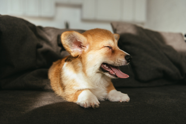 adorable welsh corgi pembroke puppy sitting on sofa at home - 写真・画像
