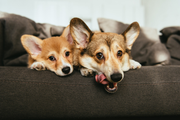 adorables perros corgi galeses que yacen en el sofá en casa
 - Foto, imagen