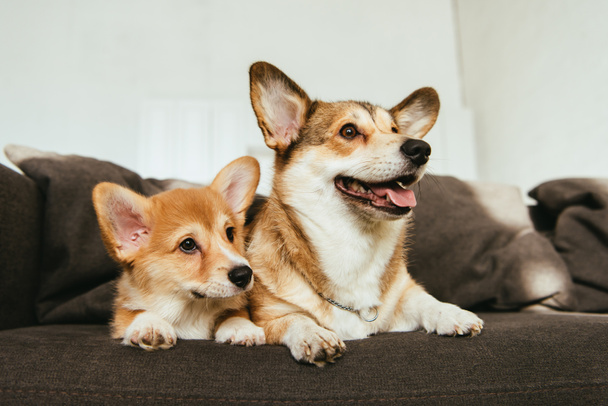 welsh corgi dogs sitting on sofa in living room at home - Fotografie, Obrázek