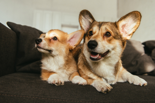 cute welsh corgi dogs sitting on sofa in living room at home - Foto, imagen