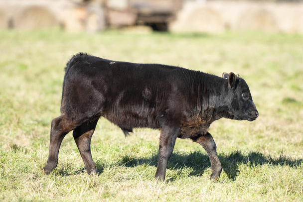 A Black Angus calf in a pasture on a Minnesota farm on a late autumn day - Photo, Image