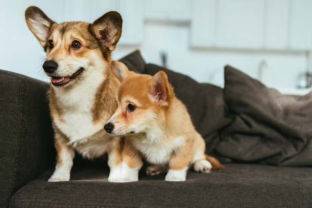 welsh corgi dogs on sofa in living room at home - Photo, Image