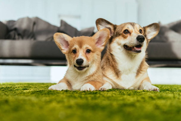 foyer sélectif de deux chiens de corgi gallois mignons posés sur la pelouse verte à la maison
 - Photo, image