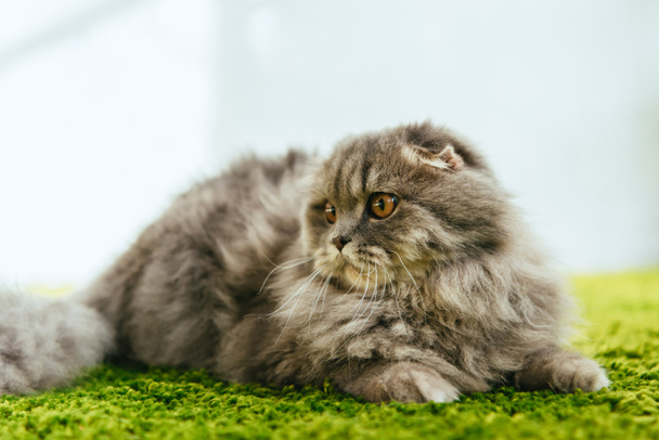 close up view of adorable british longhair cat laying on floor - Fotoğraf, Görsel