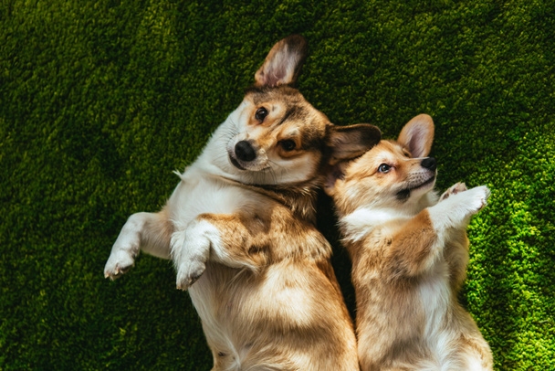 vista superior de dos perros corgi galeses adorables que yacen en el césped verde
 - Foto, imagen