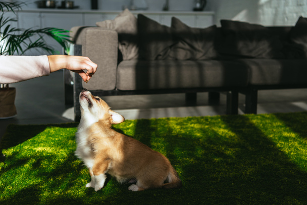 cropped image of woman playing with adorable welsh corgi pembroke at home - Fotoğraf, Görsel