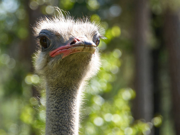 ostrich head closeup with green background - Foto, afbeelding
