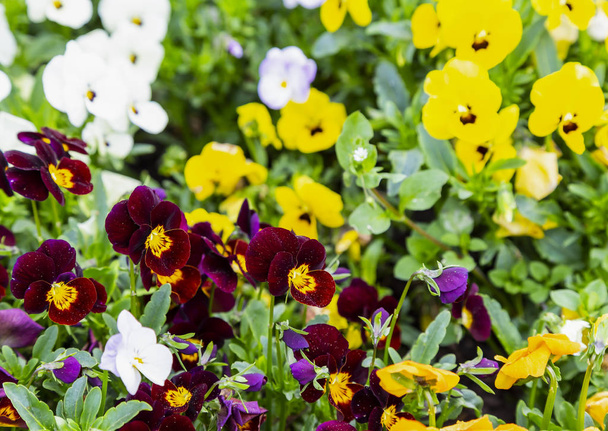 Pansy flowers are blommong in the garden - Photo, Image