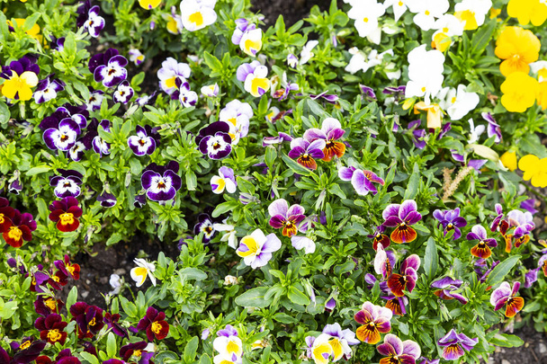 Pansy flores son blommong en el jardín
 - Foto, imagen