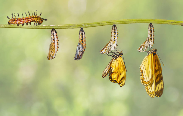Transformação de borboleta de galo amarelo (Acraea issoria) fro
 - Foto, Imagem