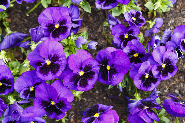 Фіолетові цукерки суміш в саду
 - Фото, зображення