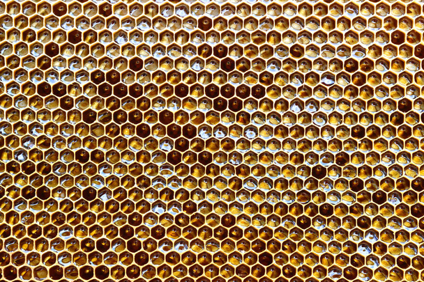 Honigwabe aus einem Bienenstock, gefüllt mit goldenem Honig in Vollbild-Ansicht. Hintergrund-Textur. - Foto, Bild