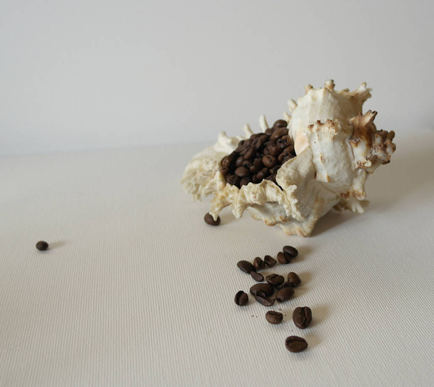 Rose Murex Shell.Seashell Comb Venus grãos de café preto sobre um fundo branco
 - Foto, Imagem