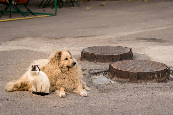 Μια γάτα και ένα σκυλί κάθονται μαζί στο πεζοδρόμιο. - Φωτογραφία, εικόνα