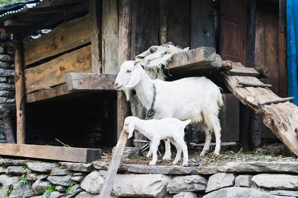 Chůva k pohledání kozí a kůzlečí v barnyard, Nepál - Fotografie, Obrázek