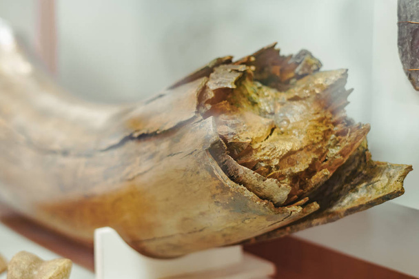 huesos de mamut antiguos
 - Foto, Imagen