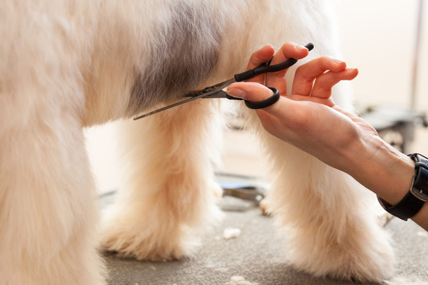 Fox terrier getting his hair cut - 写真・画像