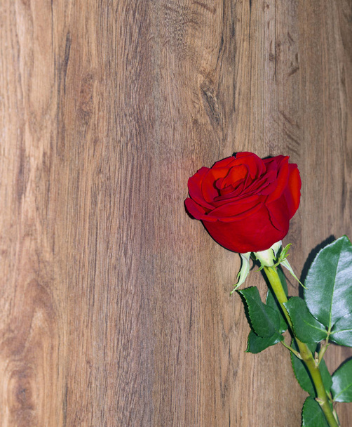 rose flower on a wooden background - Fotografie, Obrázek