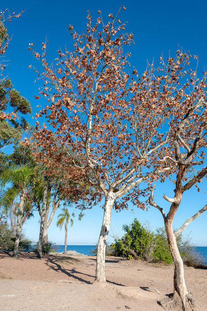 Una vista frontal de un grupo de árboles con hojas secas en primer plano, frente a un río durante la temporada de otoño, con algunas otras plantas con hojas verdes en el fondo
 - Foto, Imagen