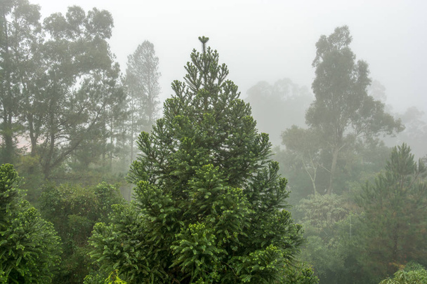 Передний вид на сосну на переднем плане с окружающими деревьями и туманным фоном, проходя чувство красивой и таинственной
 - Фото, изображение