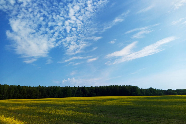 Желтое поле рапса под голубым небом с солнцем - Фото, изображение