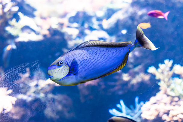 Blue tang vissen en koraal rif leven. - Foto, afbeelding