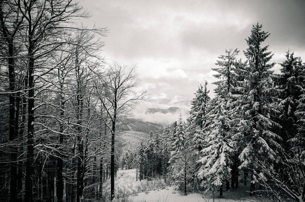 Hóval borított téli erdő  - Fotó, kép