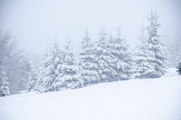Bosco invernale coperto di neve  - Foto, immagini
