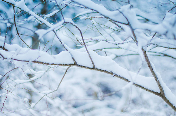 twig in winter forest covered by snow  - Photo, Image