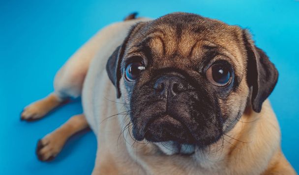 A close up of a brown pug dog looking at a camera on a blue background. - Fotó, kép
