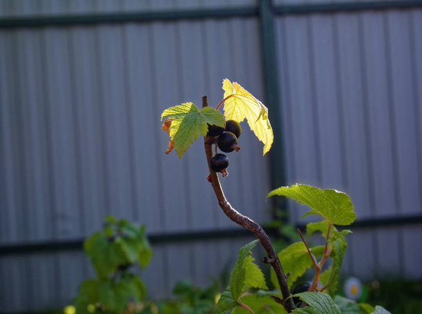 siyah frenk üzümü Bush yaz bahçesinde - Fotoğraf, Görsel