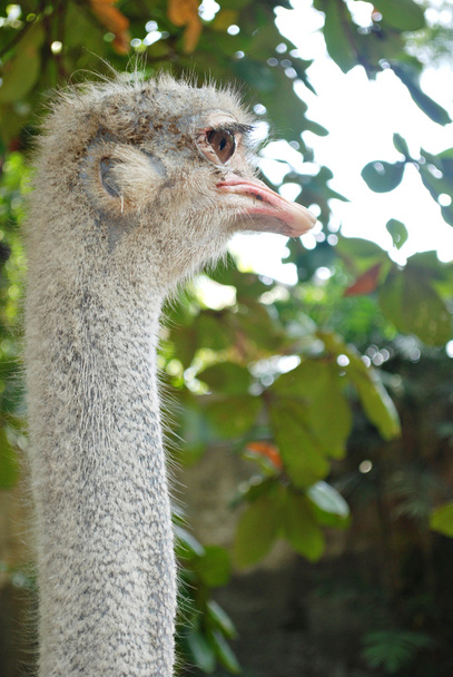 Retrato de avestruz
 - Foto, imagen