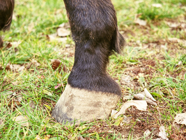 Копыта темно-коричневой лошади, детали ног на земле
 - Фото, изображение