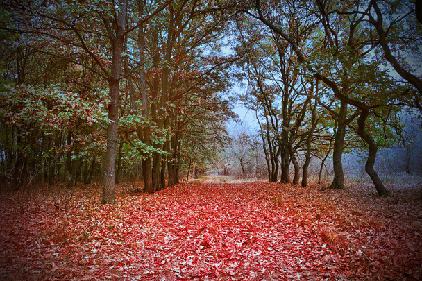 pięknej wiejskiej drodze przez las w jesienią sezonu - Zdjęcie, obraz