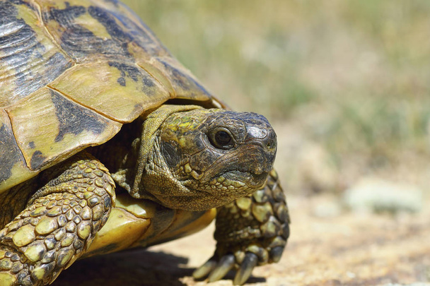 грецька черепаха крупним планом, вид збоку на рептилію в природному середовищі проживання (Testudo graeca ibera
 ) - Фото, зображення