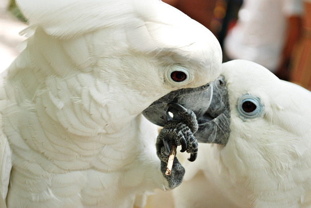 Un par de lindos loros blancos de cacatúa
 - Foto, imagen