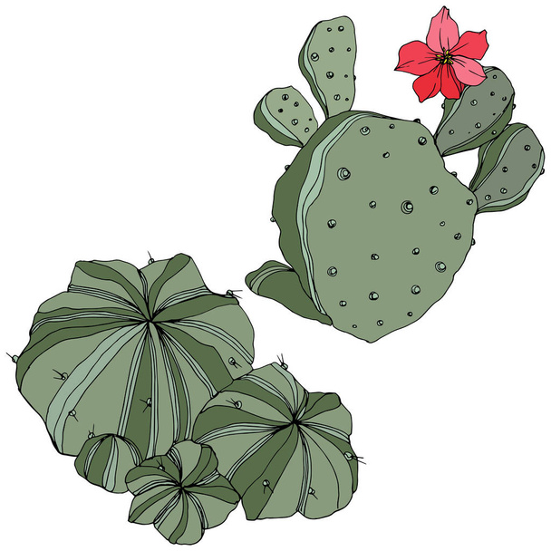 Vektori Kaktus. Kukka kasvitieteellinen kukka. Vihreää kaiverrettua mustetta. Erillinen kaktusten havainnointielementti
. - Vektori, kuva