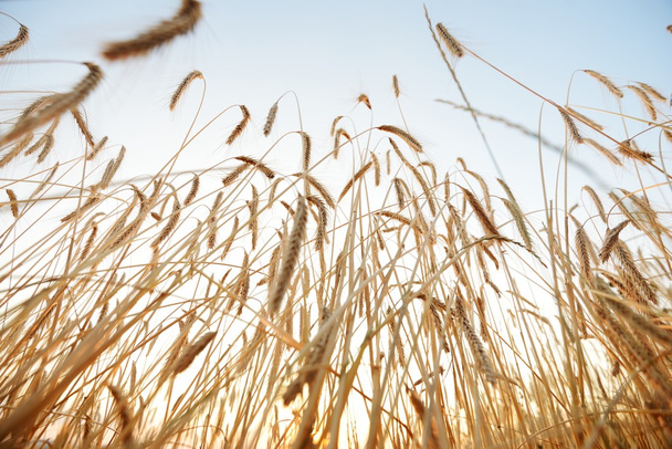 Wheat and sky - Фото, зображення