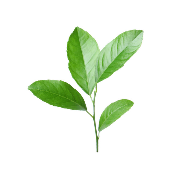Fresh twig with green citrus leaves on white background - Valokuva, kuva