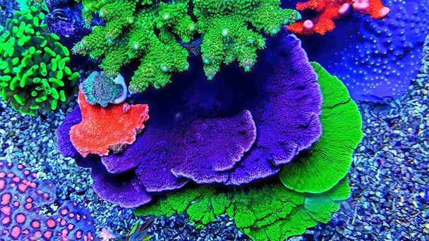 Montipora Candy Cap Coral, - (Montipora-capricornis)  - Fotó, kép